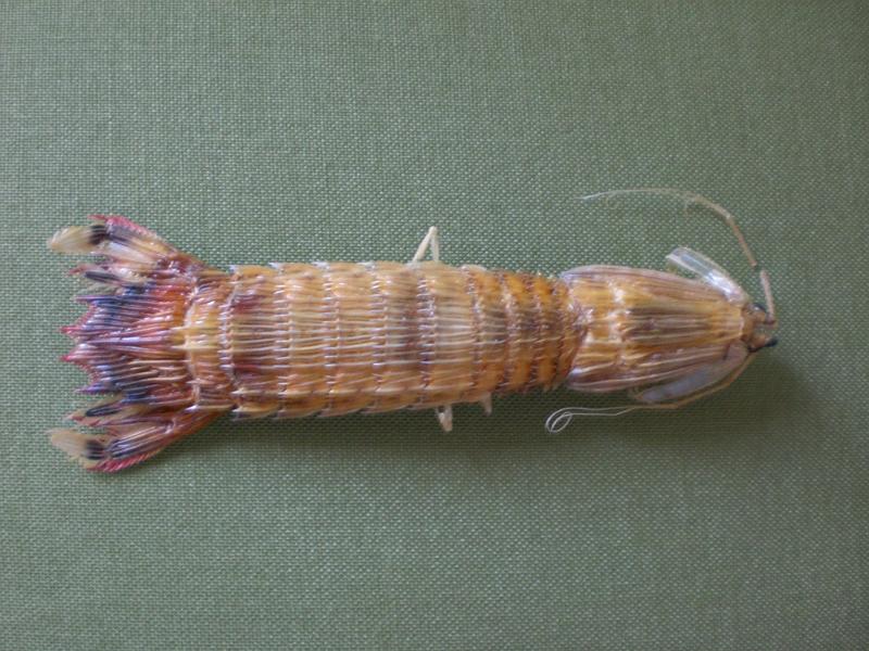 carinosquilla balicasag.JPG